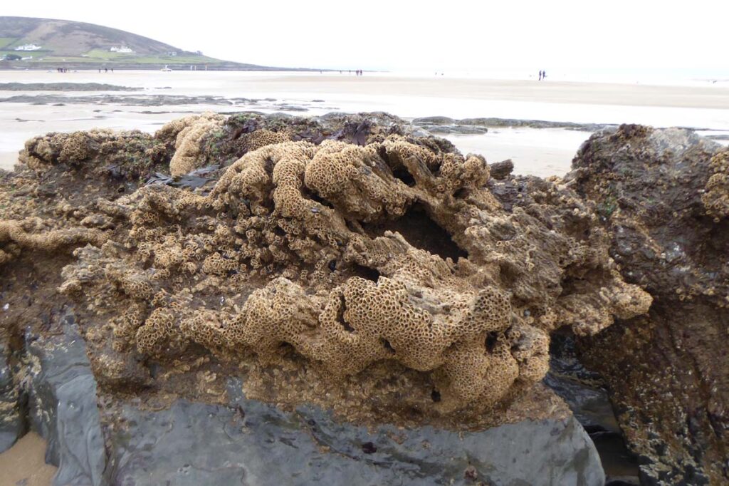 Sabellaria alveolata, Croyde, Keith Hiscock